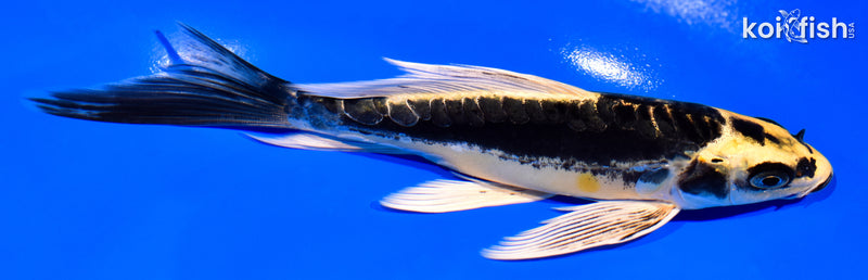 6.5" KABUTO BUTTERFLY