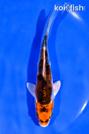 5.25" YAMATO NISHIKI