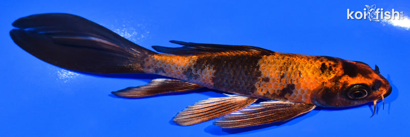4.75" KIN HI UTSURI BUTTERFLY
