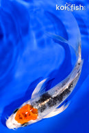 5.5" TANCHO YAMATO NISHIKI BUTTERFLY