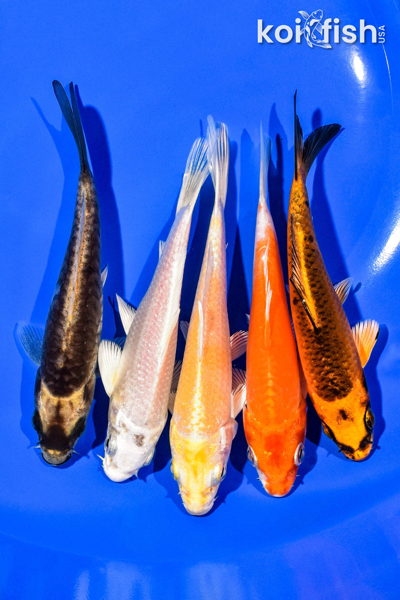 PACK OF (5) 4-5" STANDARD KOI