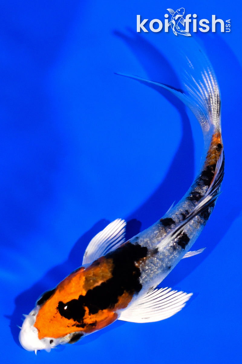 4" YAMATO NISHIKI BUTTERFLY