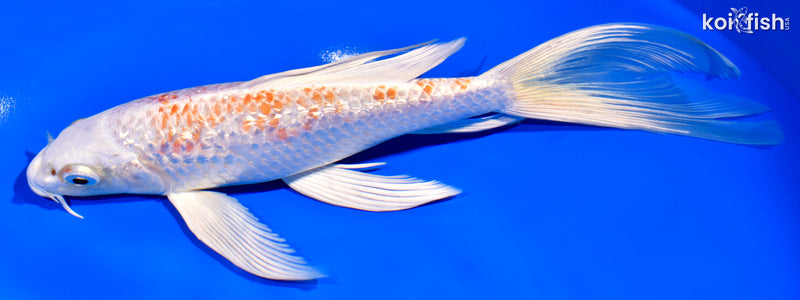 8" GINRIN HARIWAKE BUTTERFLY