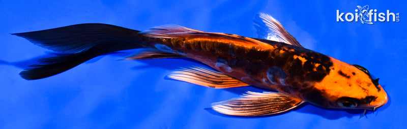 5" ARAGOKE BENI KIKOKURYU BUTTERFLY