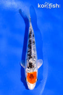 4" GINRIN TANCHO YAMATO NISHIKI