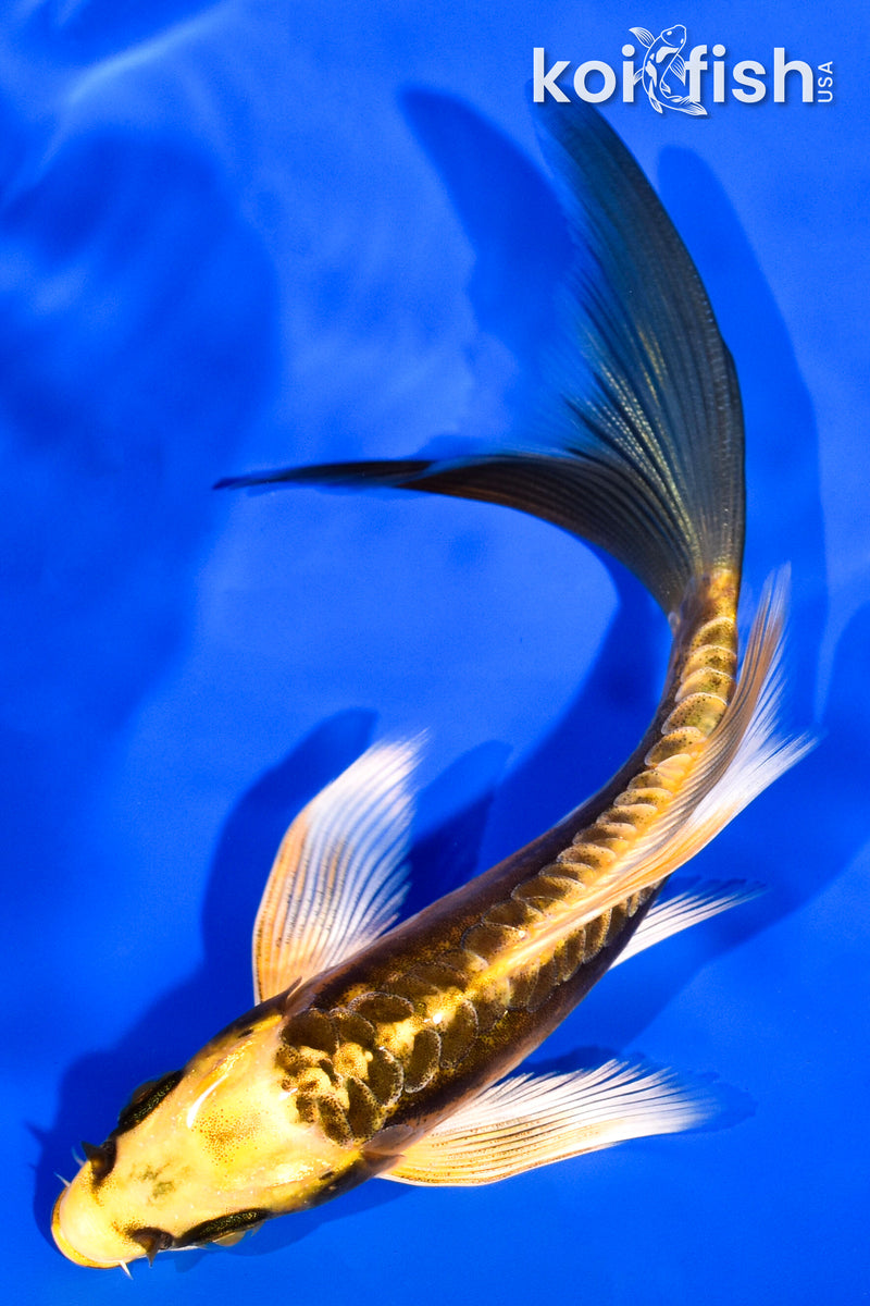 5.25" KIN KIKOKURYU BUTTERFLY