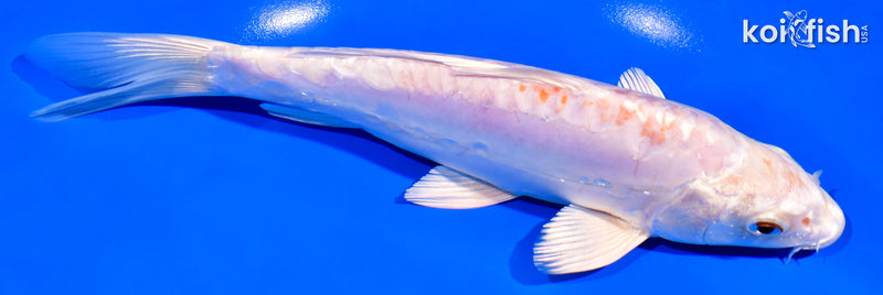 7.75" KIKUSUI