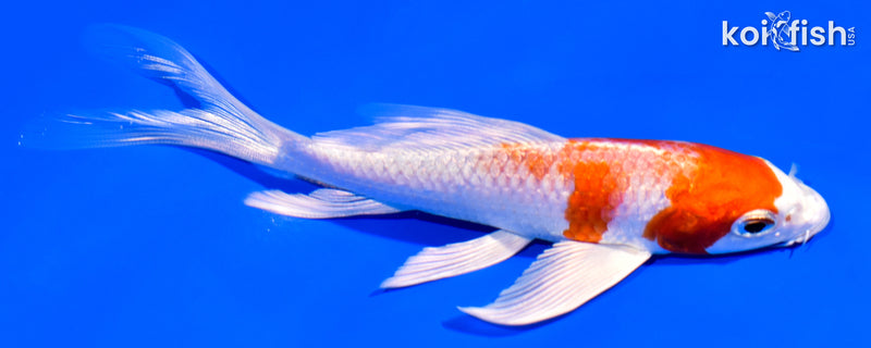 5.25" HARIWAKE BUTTERFLY