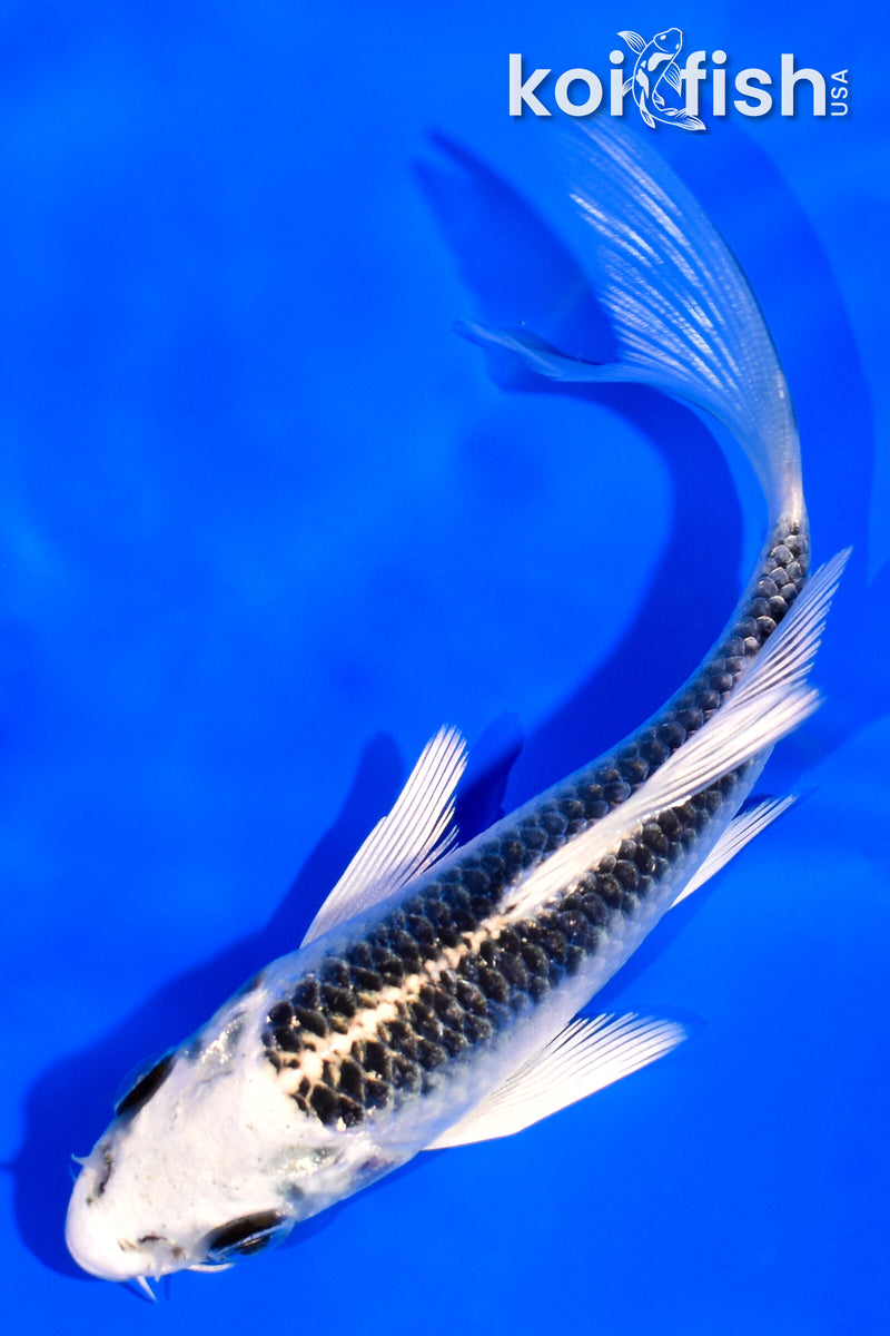 4.25" GIN MATSUBA BUTTERFLY