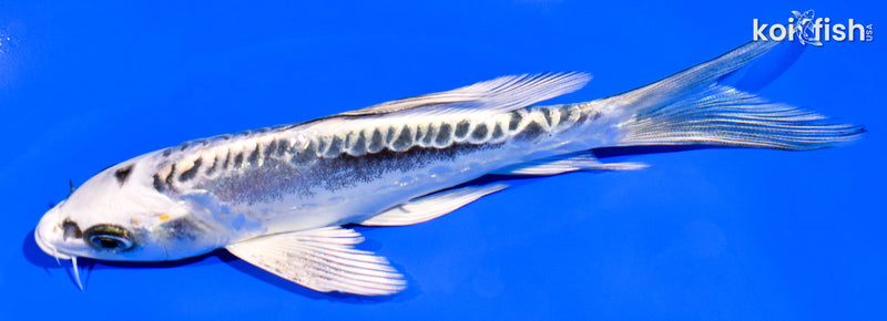 5.75" KIKOKURYU BUTTERFLY