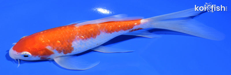 6.75" GINRIN KOHAKU BUTTERFLY