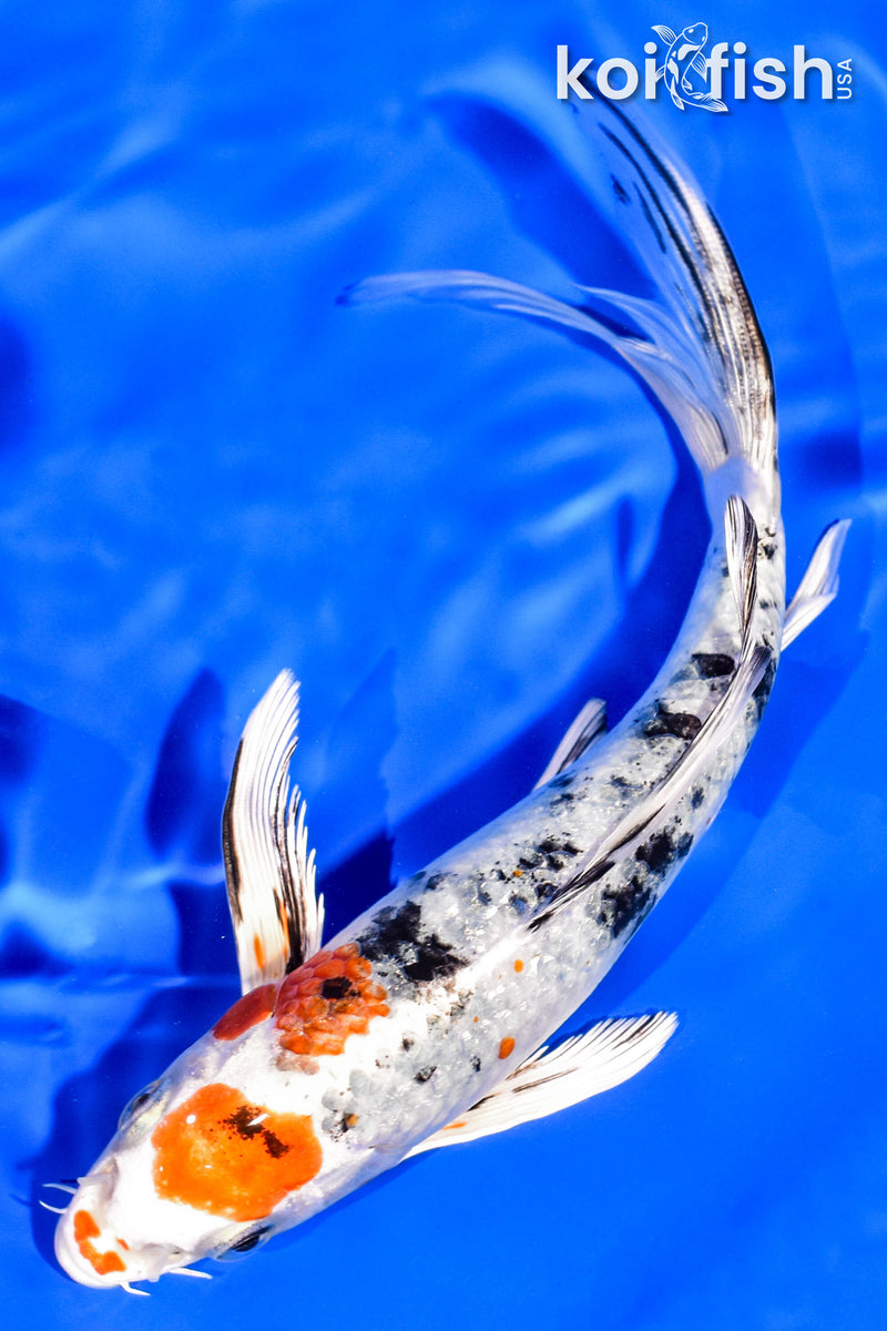 7.25" YAMATO NISHIKI BUTTERFLY
