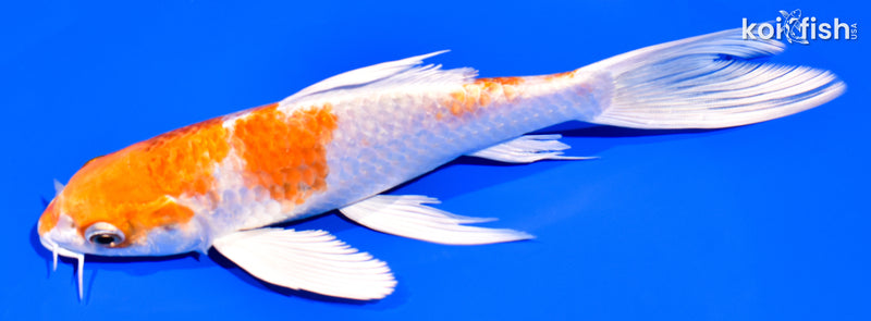 7.25" HARIWAKE BUTTERFLY
