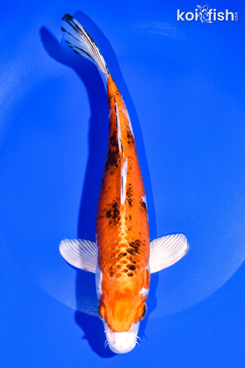 8.25" YAMATO NISHIKI