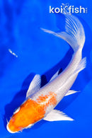 5.25" HARIWAKE BUTTERFLY