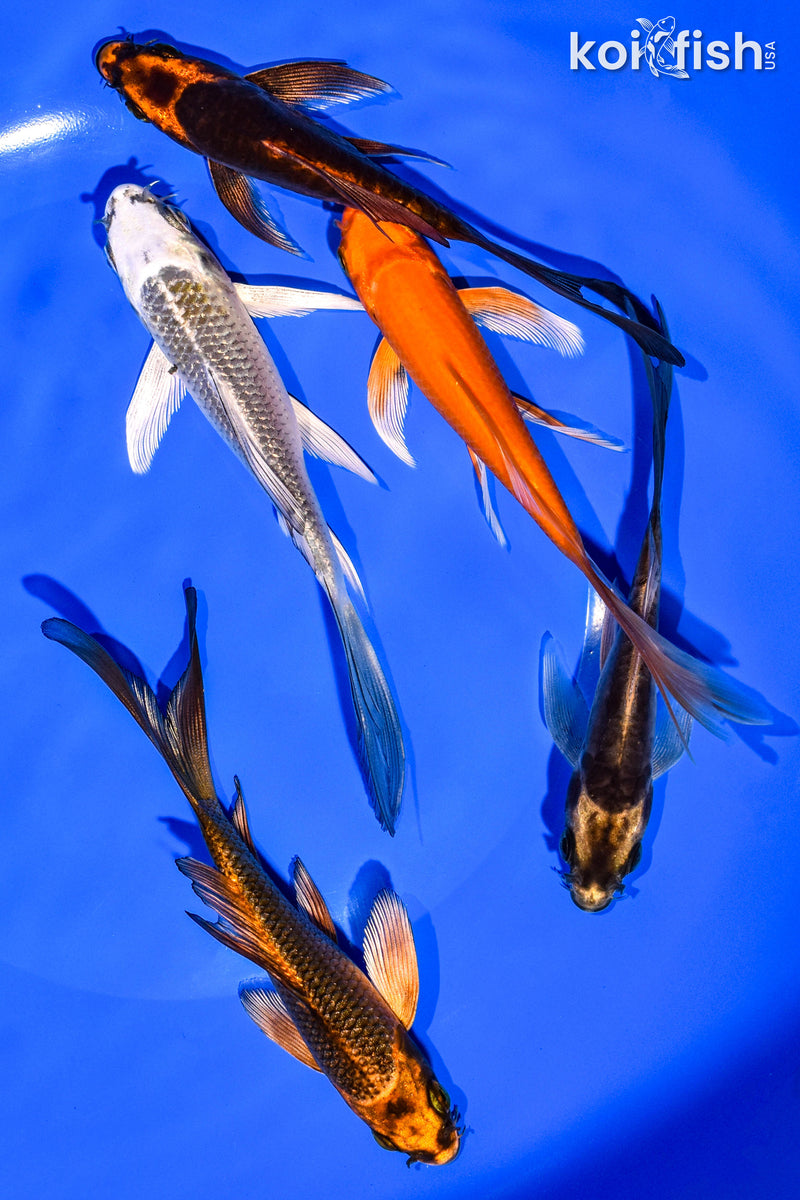 PACK OF (5) 4-5" BUTTERFLY KOI