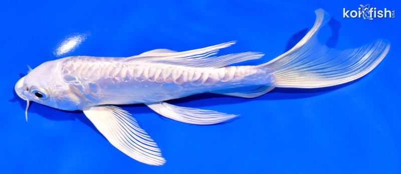 7.25" ARAGOKE PLATINUM OGON BUTTERFLY