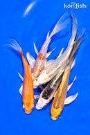 PACK OF (5) 5-6" BUTTERFLY KOI