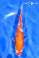 5" GINRIN INAZUMA KOHAKU