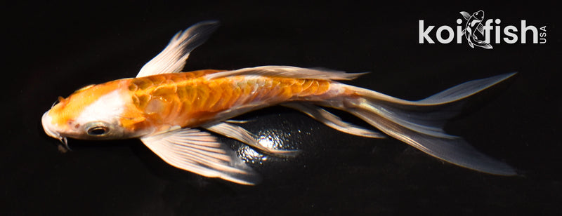 5" ARAGOKE HARIWAKE BUTTERFLY