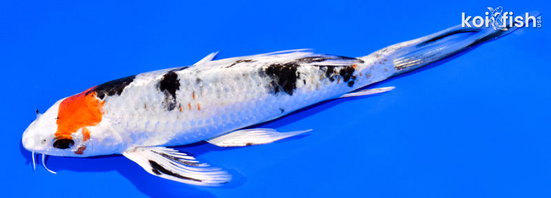 6.5" YAMATO NISHIKI BUTTERFLY