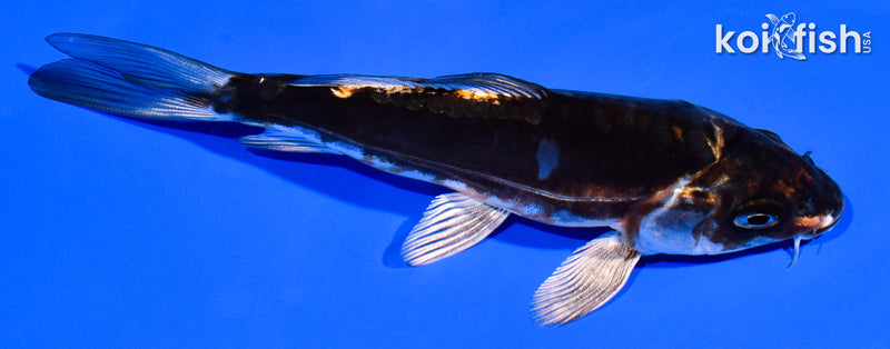 5" BENI KIKOKURYU