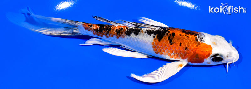 7" YAMATO NISHIKI BUTTERFLY