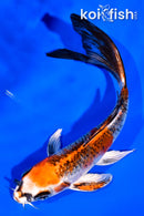 5.75" KUJAKU BUTTERFLY