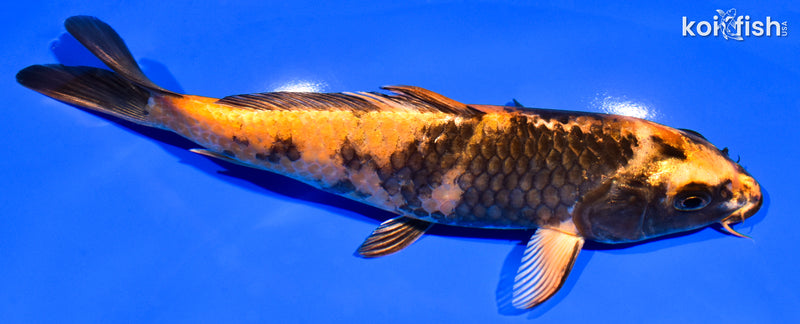 7.75" KIN HI UTSURI