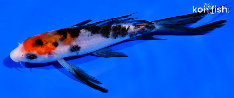 5.75" SANKE BUTTERFLY