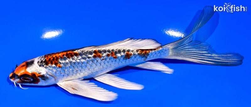 6.25" KUJAKU BUTTERFLY