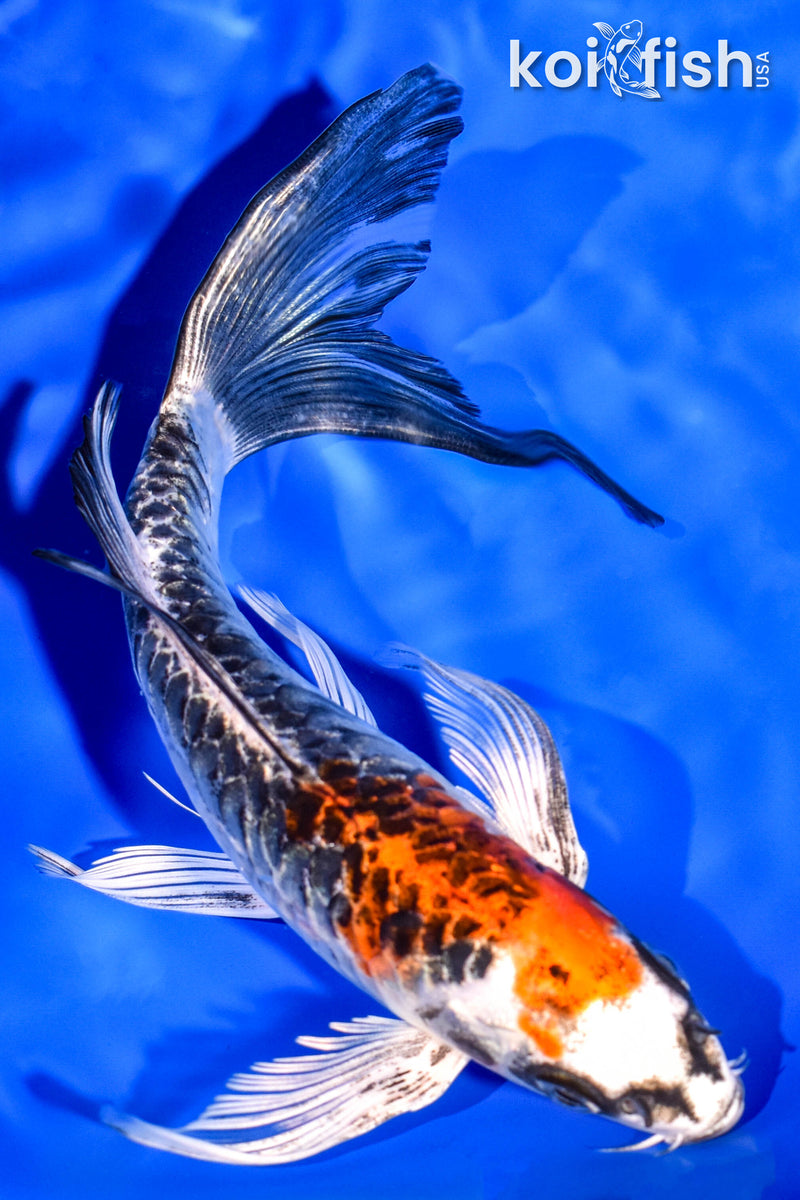 7.5" BENI KIKOKURYU BUTTERFLY
