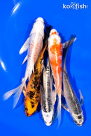 PACK OF (5) 5-6" BUTTERFLY KOI