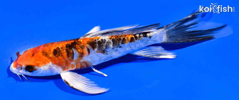 5.75" ARMOR SCALED HEISEI NISHIKI BUTTERFLY