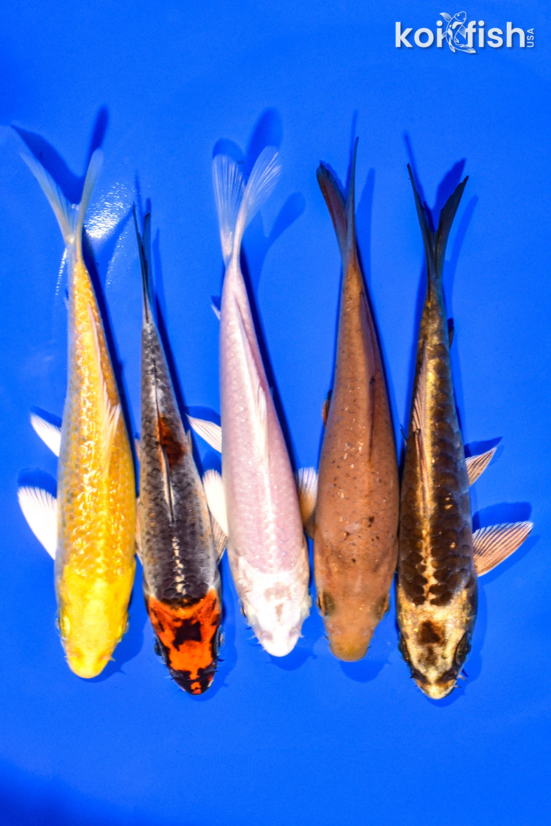 PACK OF (5) 4-5" STANDARD KOI