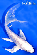 5.75" GINRIN PLATINUM OGON BUTTERFLY