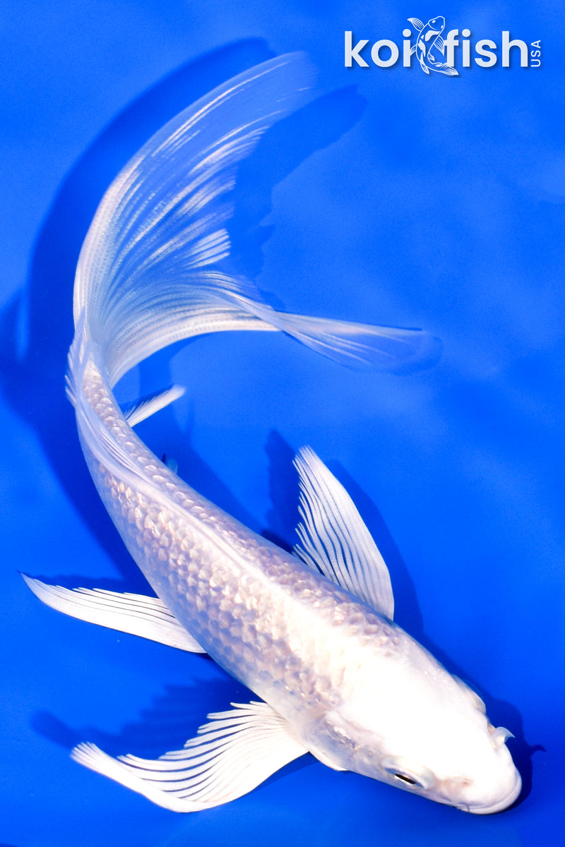 5.75" GINRIN PLATINUM OGON BUTTERFLY