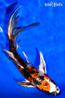 7.25" YAMATO NISHIKI BUTTERFLY