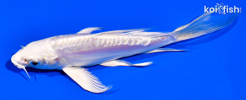 5" DOITSU PLATINUM OGON BUTTERFLY