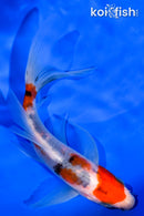 5.5" SANKE BUTTERFLY