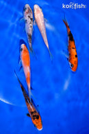 PACK OF (5) 4-4.5" STANDARD KOI