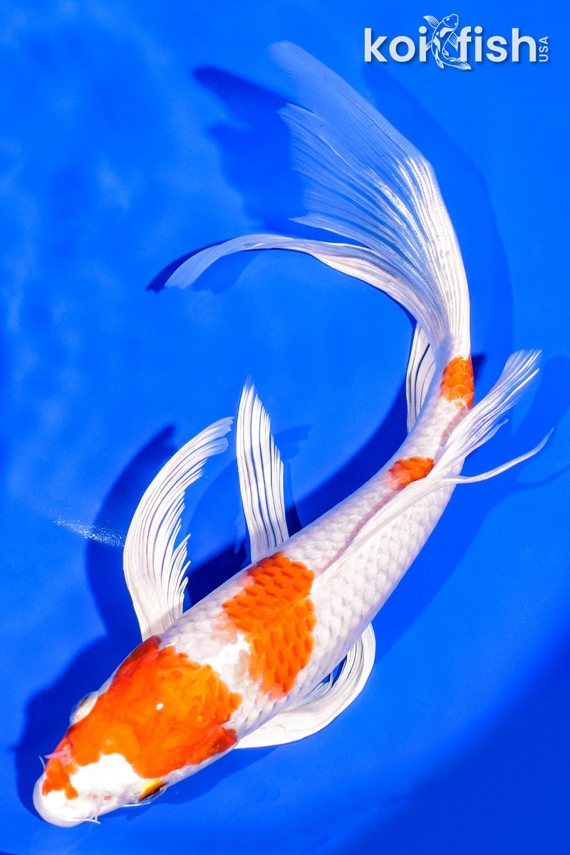 9.25" HARIWAKE BUTTERFLY