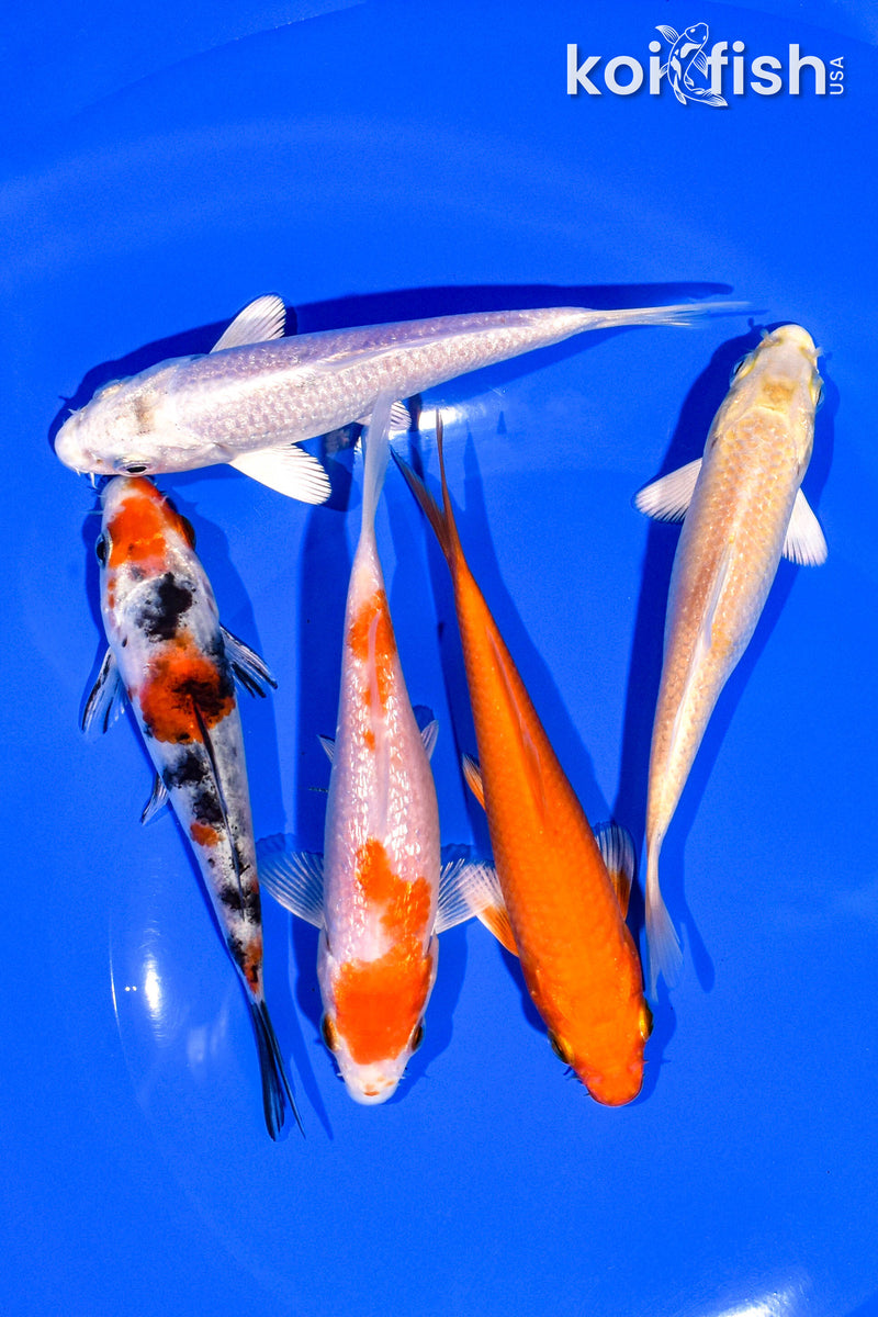 PACK OF (5) 4-5" STANDARD KOI