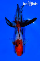4.25" CALICO WATONAI GOLDFISH