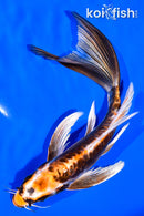 6.75" BENI KIKOKURYU BUTTERFLY