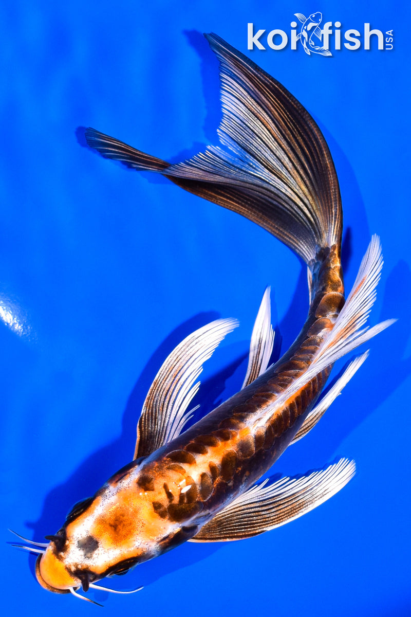 6.75" BENI KIKOKURYU BUTTERFLY