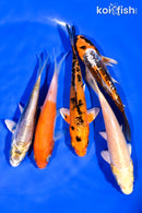 PACK OF (5) 3-4.5" STANDARD KOI