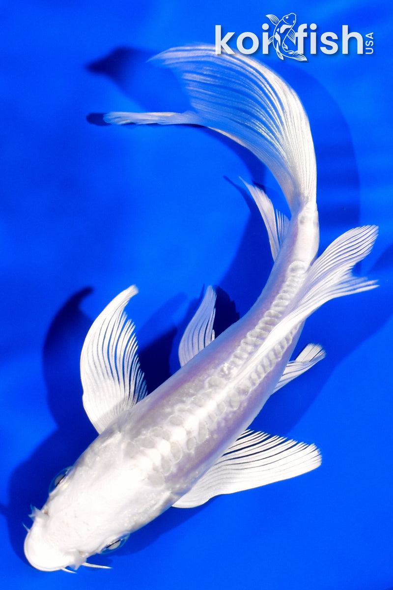 5.5" DOITSU PLATINUM OGON BUTTERFLY