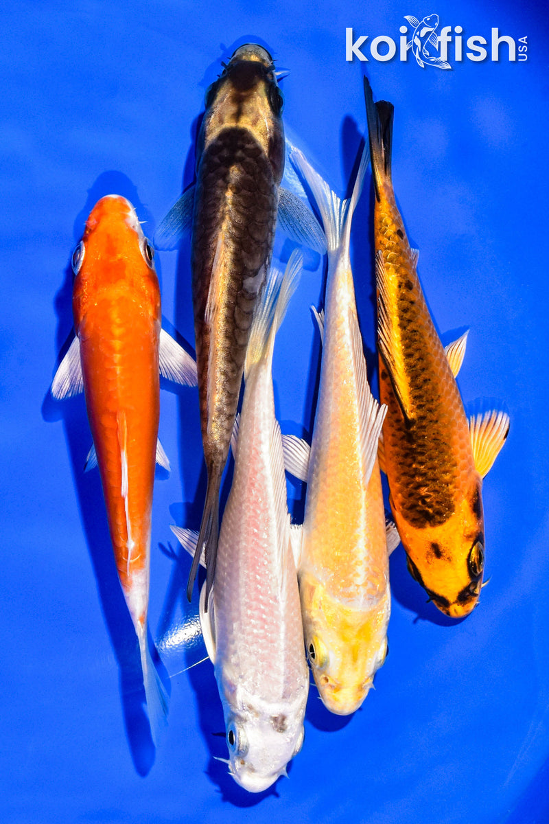 PACK OF (5) 4-5" STANDARD KOI