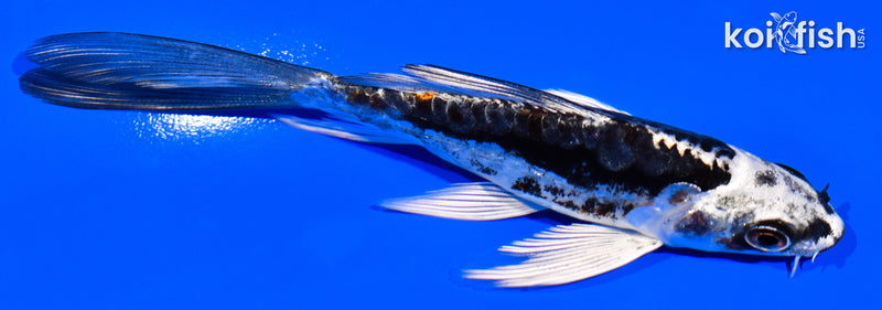 4.25" BENI KIKOKURYU BUTTERFLY